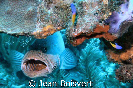 Cayo-Largo, December 2007 by Jean Boisvert 