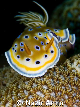 Chromodoris Kunei by Nazir Amin 
