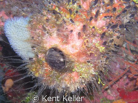 Psychedelic Sponge by Kent Keller 