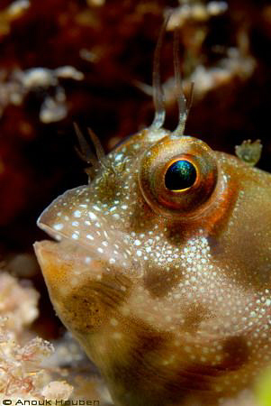 Rockskipper blenny. Picture taken in Hikkaduwa, Sri Lanka. by Anouk Houben 