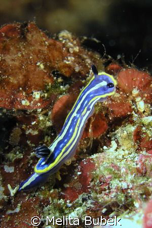 little (2 cm) nudibranch hypselodoris tricolor, oly c5060wz by Melita Bubek 