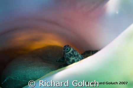 Eys in the shell. by Richard Goluch 