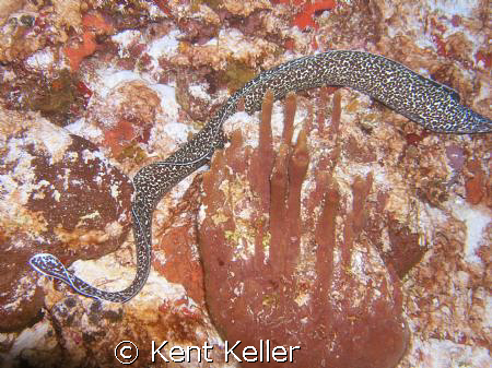 Snowflake Eel flying along the wall, Cozumel by Kent Keller 