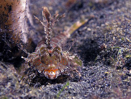 Dragonet, Lembeh by Doug Anderson 