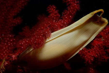 Macro 60mm, Nikon D80, Subal Housing, Subtronic Flash. by Andy Kutsch 