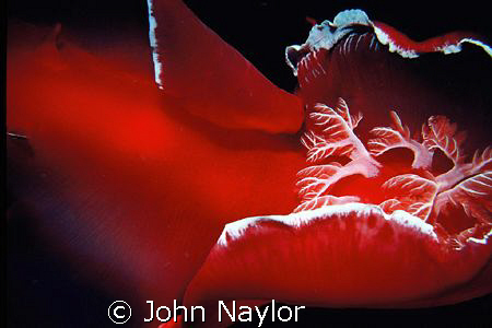 spanish dancer.gill section.taken on night dive.nik.3  by John Naylor 