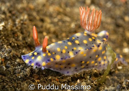 lembeh strait,nikon d2x 60mm macro by Puddu Massimo 