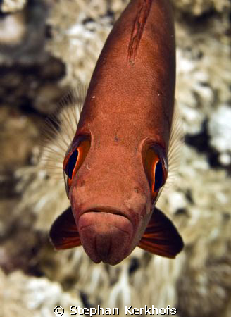 Cresent-tail bigeye (Priacanthus hamrur) taken at ras nas... by Stephan Kerkhofs 