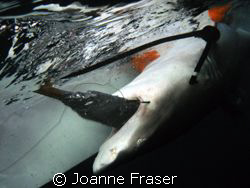Dr. Sam Gruber and his scientific associates catch and ta... by Joanne Fraser 