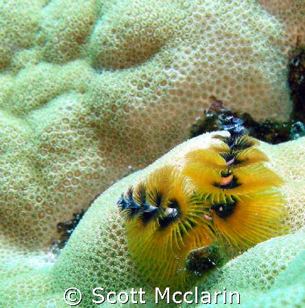 Christmass Tree worms  (Spirobranchus giganteus) captured... by Scott Mcclarin 