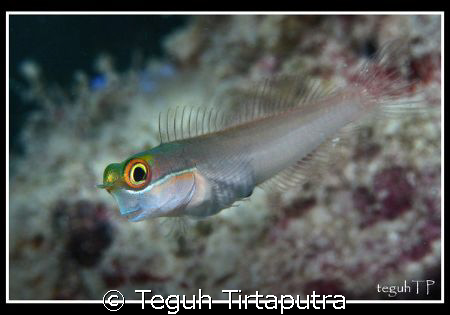 Captured at Sepa Island, Thousand island area. North Jaka... by Teguh Tirtaputra 