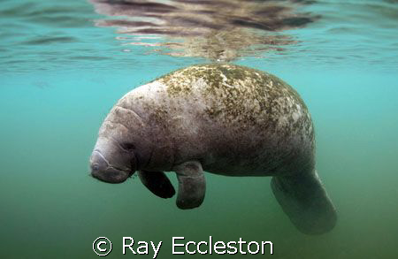 Lone Manatee. Camera Nikon D-200 by Ray Eccleston 
