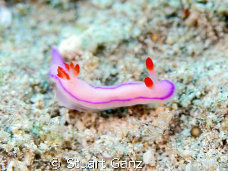 First time I've seen this nudibranch. I found the Pink-Ti... by Stuart Ganz 
