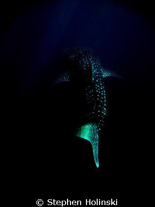 Whaleshark in the deep.  Photoshopped until I got this lo... by Stephen Holinski 