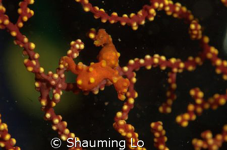 DenisePygmy sea horse  found at Mantangale resort, Cagaya... by Shauming Lo 