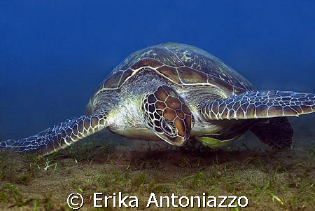 Green turtle enjoying his food. by Erika Antoniazzo 