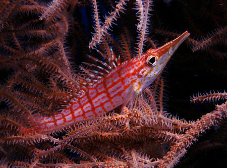 Longnose hawkfish, Bunaken by Doug Anderson 
