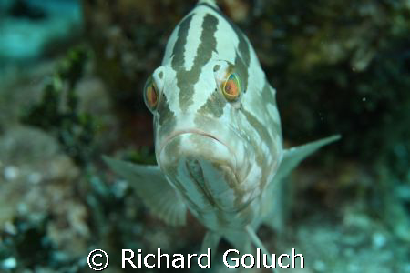 Big eyes. by Richard Goluch 
