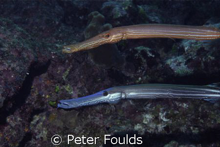 Nice couple of Trumpetfish. Off East end Grand Cayman. Ni... by Peter Foulds 