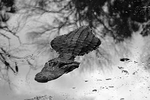 I took this picture with a Canon DSLR 300 in FL. I conver... by Blair Hughes 
