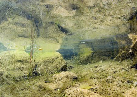 Reflection.
Capernwray Quarry.
10.5mm. by Mark Thomas 