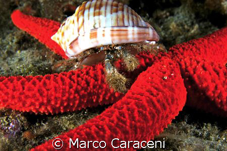 RED STAR by Marco Caraceni 
