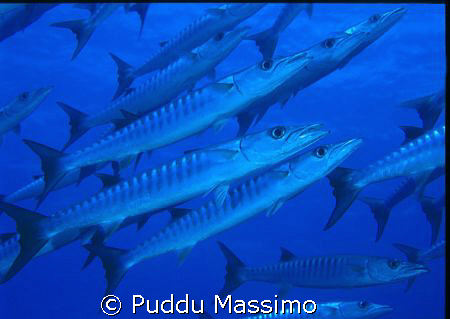 BARRACUDA NIKON F90X 16MM  by Puddu Massimo 