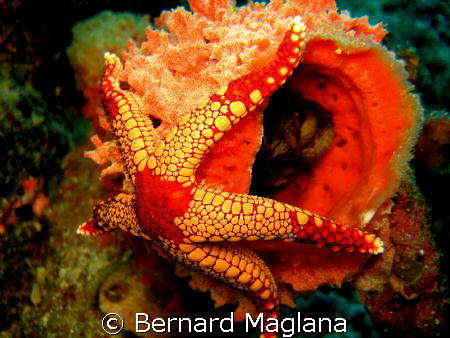 Starfish/Samal Island,Davao City by Bernard Maglana 
