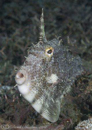 Strapweed filefish. Lembeh straits. D200, 60mm. by Derek Haslam 