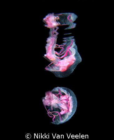 Jellyfish and reflection taken at Ras Umm Sid on a night ... by Nikki Van Veelen 