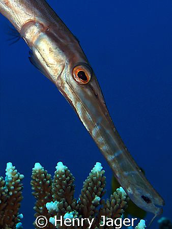 Trumpetfish (Olympus E330, Macro lens 50mm) by Henry Jager 