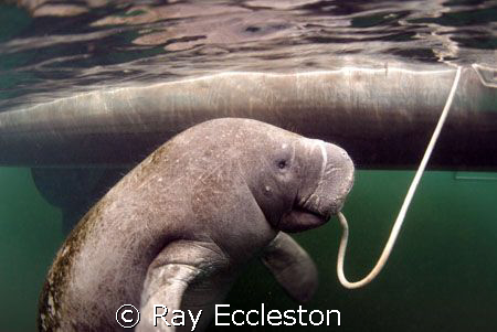 Manatee on a rope, Camera Nikon D-200 by Ray Eccleston 