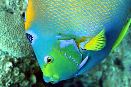 Queen Angelfish from Cozumel by Claire Kennedy 