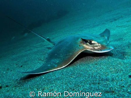 Bat Ray resting on the sand. by Ramón Domínguez 