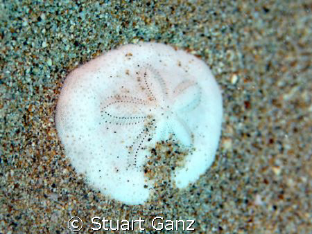 Sand Dollar by Stuart Ganz 