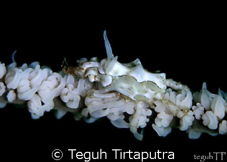 Captured at Bunaken, Manado, Indonesia. by Teguh Tirtaputra 