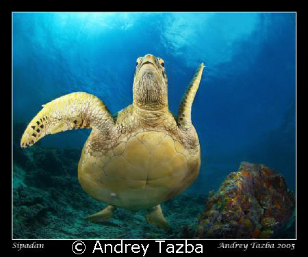 Turtle dance. by Andrey Tazba 