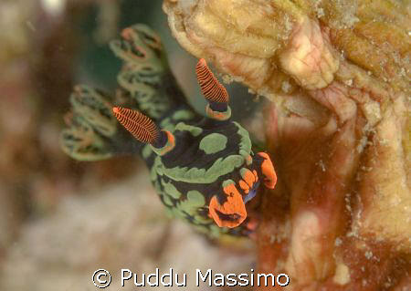 nikon d70s 60mm macro by Puddu Massimo 