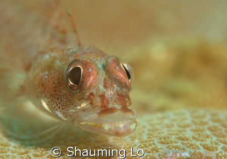 Goby on coral head by Shauming Lo 
