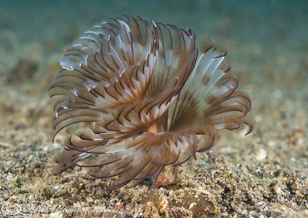 Tube worm. Lembeh straits. D200, 60mm. by Derek Haslam 