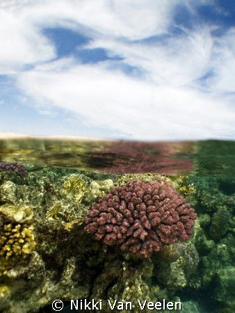 Coral and blue sky, taken at Campsite, Marsa bareika with... by Nikki Van Veelen 