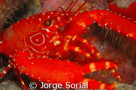 Sea crab from the Canary Islands, Spain. by Jorge Sorial 