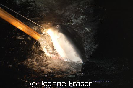SHARKS. Dr. Sam Gruber and his scientific associates catc... by Joanne Fraser 