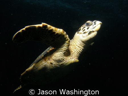 Small Hawksbill by Jason Washington 