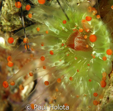 An Orange Bulb Coralliform. One of its tentacles is gripp... by Paul Holota 