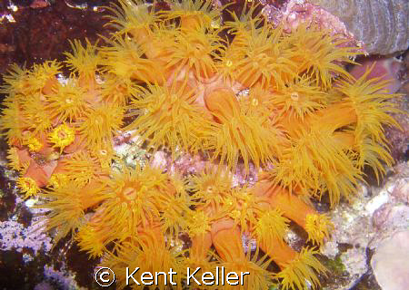 Orange Cup Coral feeding at night by Kent Keller 