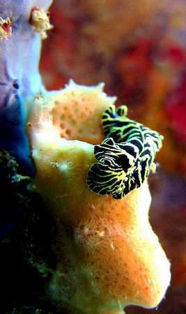 Lined Flatworm less than 1 inch in length.  Crash Boat Pi... by Juan Torres 