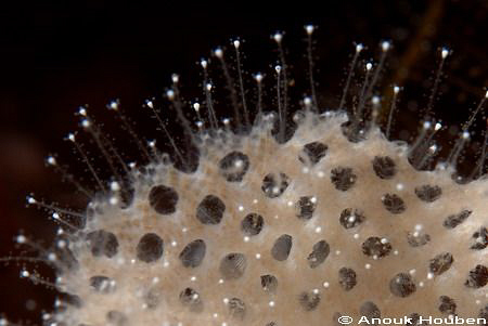 Nudibranch eggs. Picture taken at the drop-off in Tulambe... by Anouk Houben 