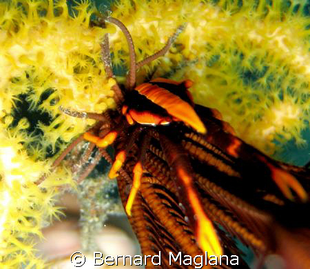 HIDING/Maolboal,Cebu  by Bernard Maglana 