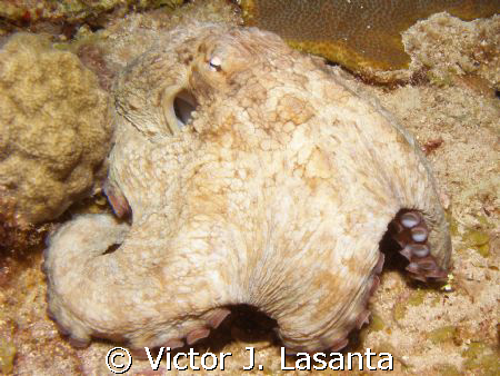 nice octupus at v.j.levels dive site in parguera area! by Victor J. Lasanta 